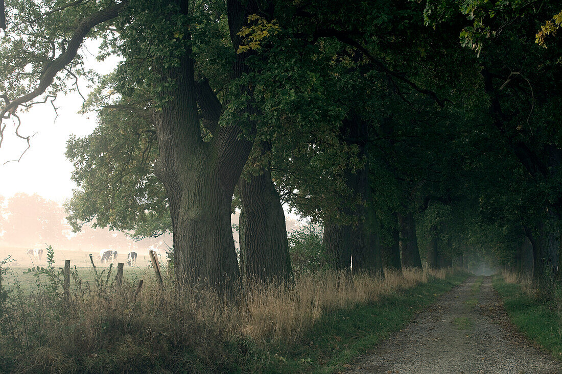 Menschenleere Eichenallee im Reinhardswald, Domäne Beberbeck, Hessen, Deutschland, Europa