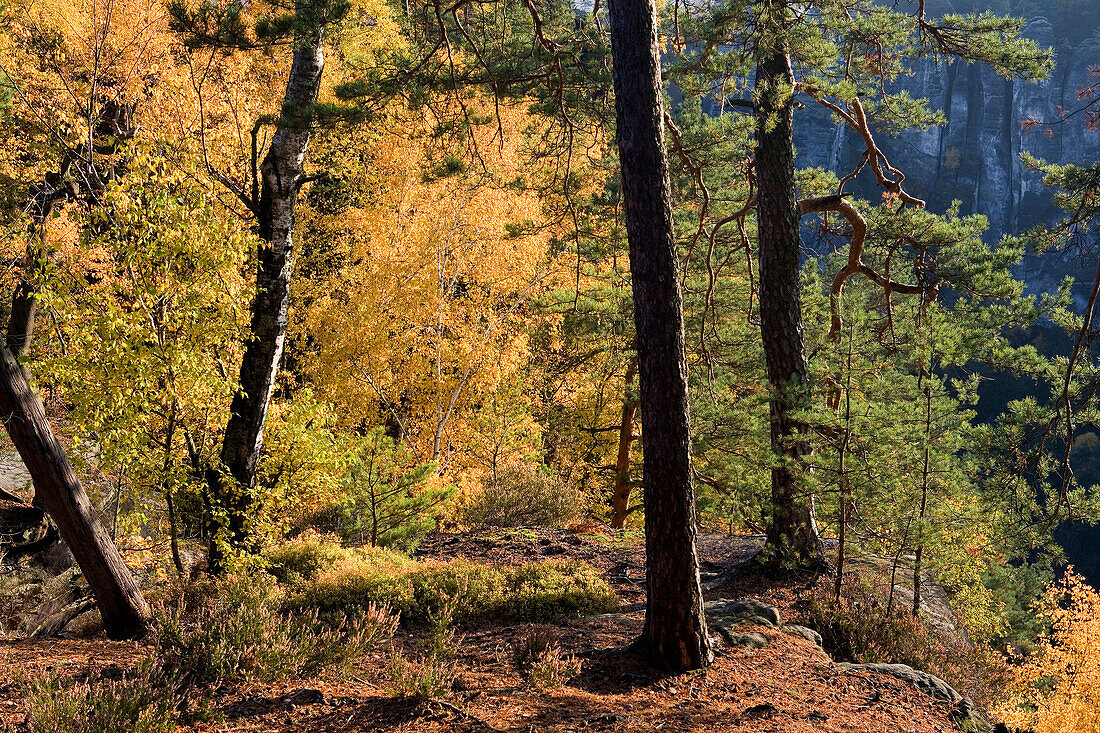 Felsen und herbstlicher Wald, Sächsische Schweiz, Elbsandsteingebirge, Sachsen, Deutschland, Europa