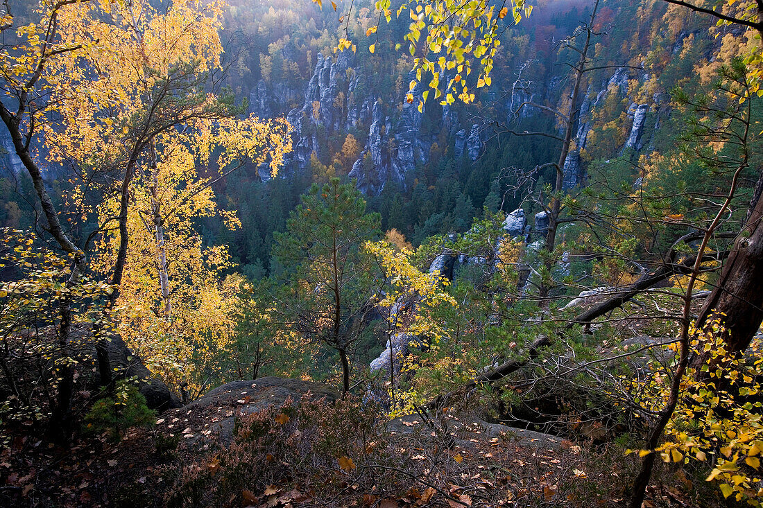 Felsen und herbstlicher Wald, Sächsische Schweiz, Elbsandsteingebirge, Sachsen, Deutschland, Europa