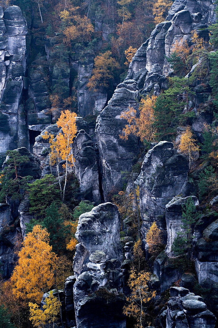 Rocks and autumnal trees, Saxon Switzerland, Elbsandsteingebirge, Saxony, Germany, Europe