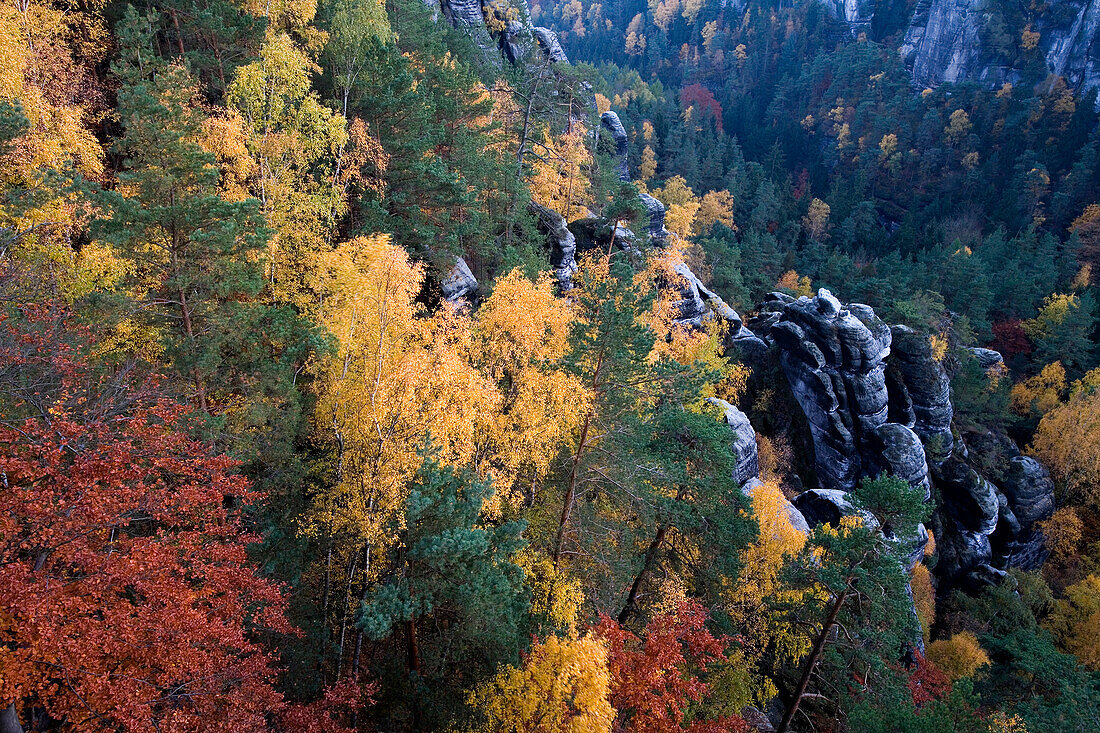 Rocks and autumnal forest, Saxon Switzerland, Elbsandsteingebirge, Saxony, Germany, Europe
