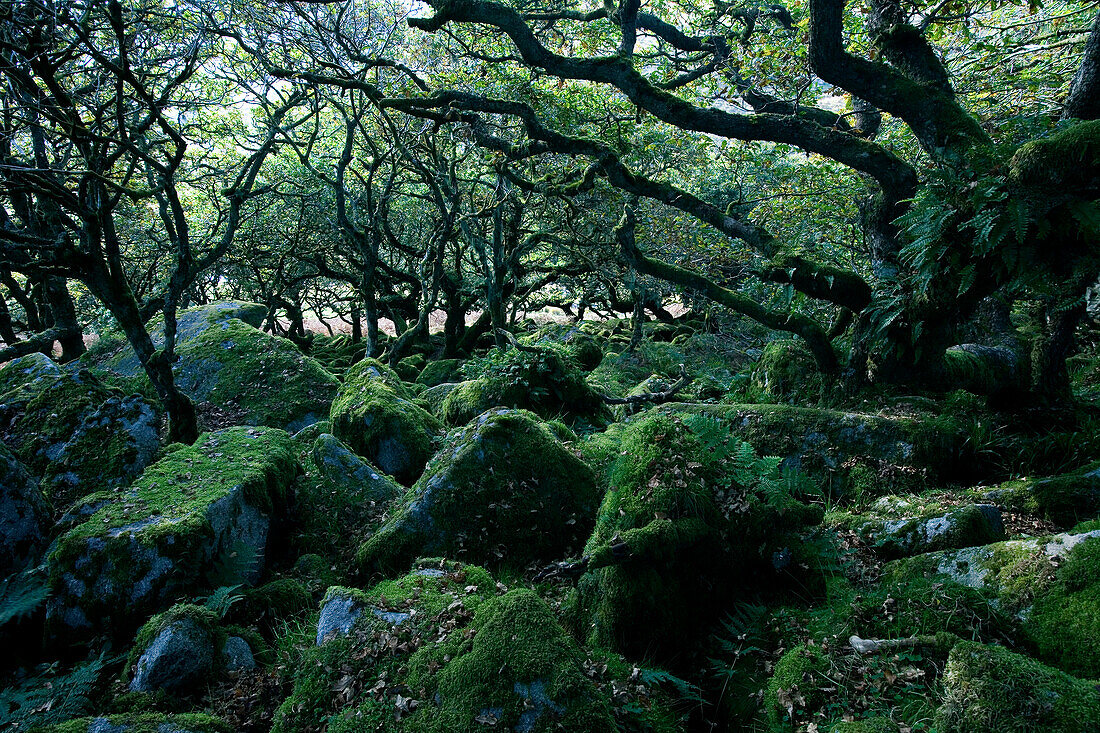 Europa, England, Devon, Eichenwald Wistman's Wood im Dartmoor bei Two Bridges