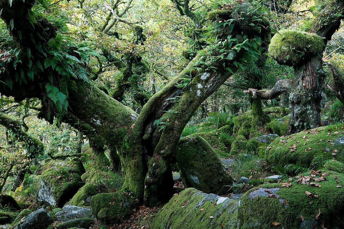 Europa, England, Devon, Eichenwald Wistman's Wood im Dartmoor bei Two Bridges