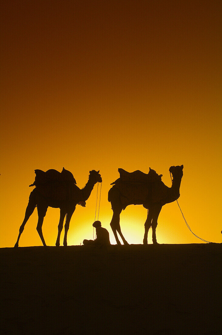 A line of camels mounts a rise in the Kanoi Sand Dunes, Thar Desert near Jaisalmer, Rajasthan, India