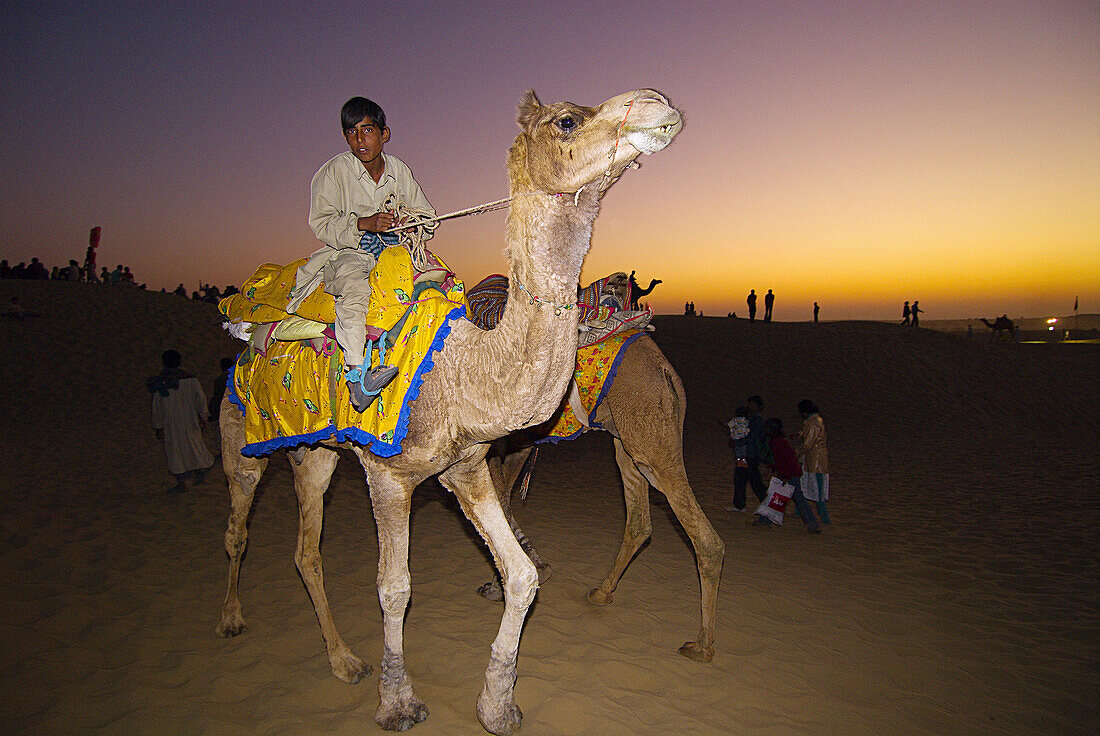 Camels at sunset at the Desert Festival at the Sam Sand Dunes, Thar Desert, near Jaisalmer, Rajasthan, India