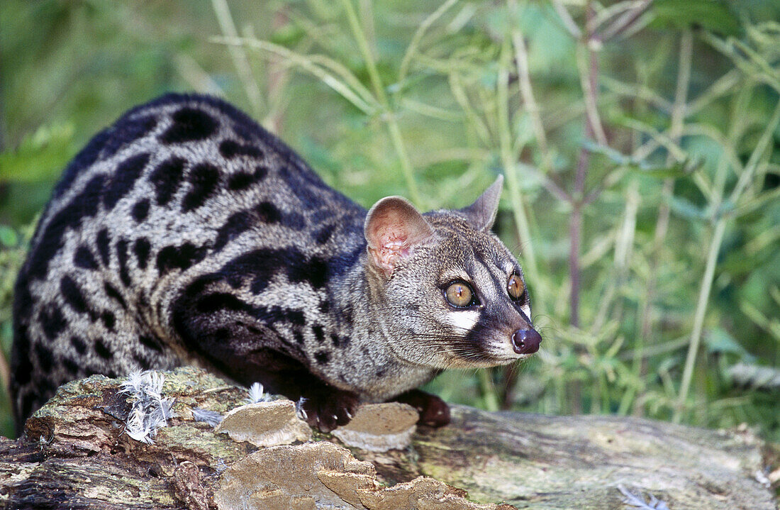 Genet (Genetta genetta)