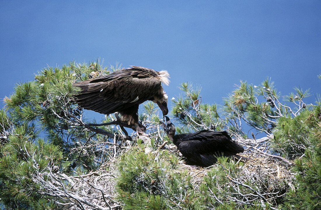 Black Vulture (Aegypius monachus) feeding chick with the sea in background