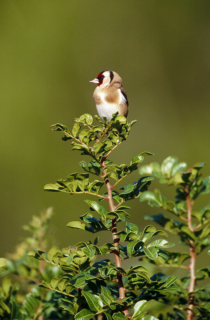 Goldfinch (Carduelis carduelis)