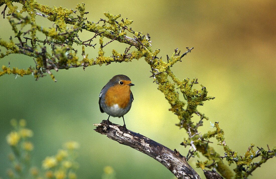 Robin (Erithacus rubecula)