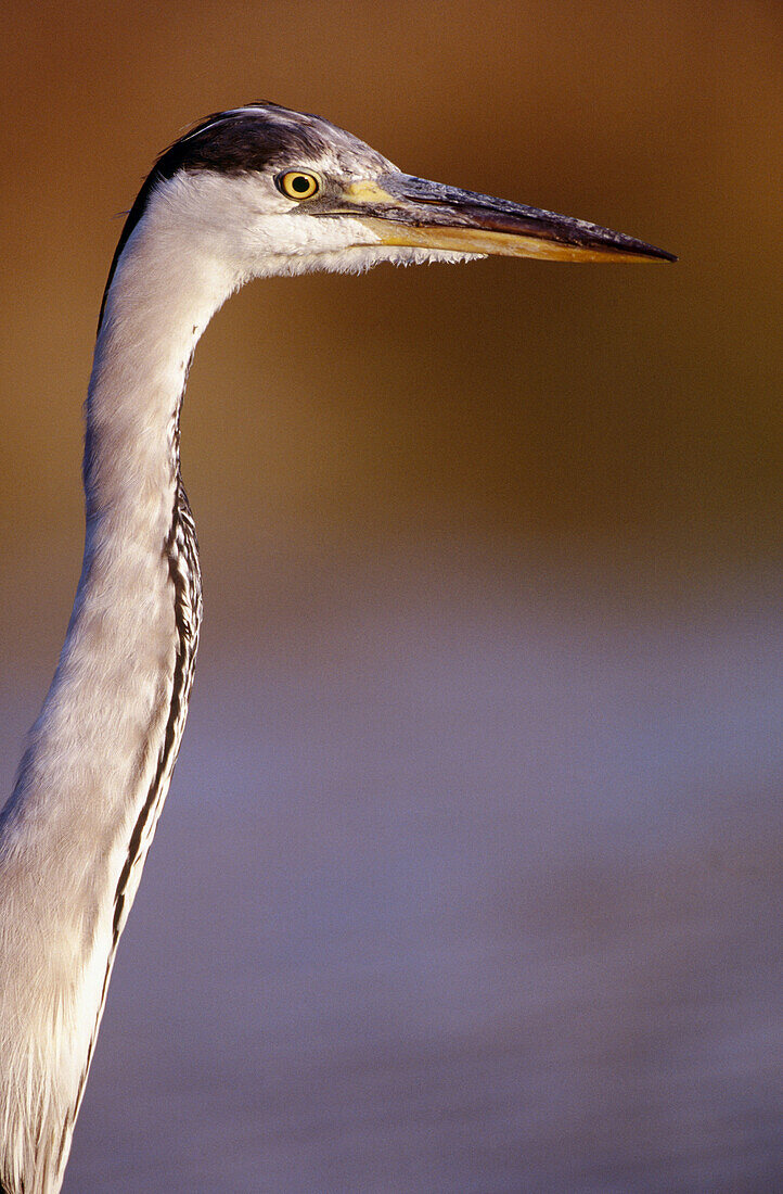 Portrait of Grey Heron (Ardea cinerea)