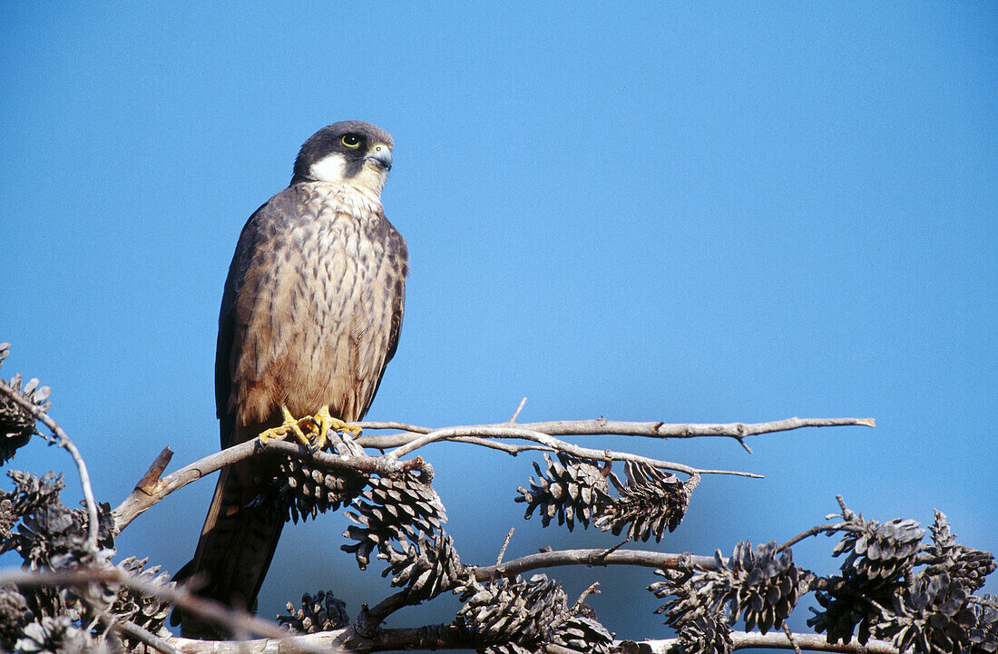 Eleonoras Falcon (Falco eleonorae)