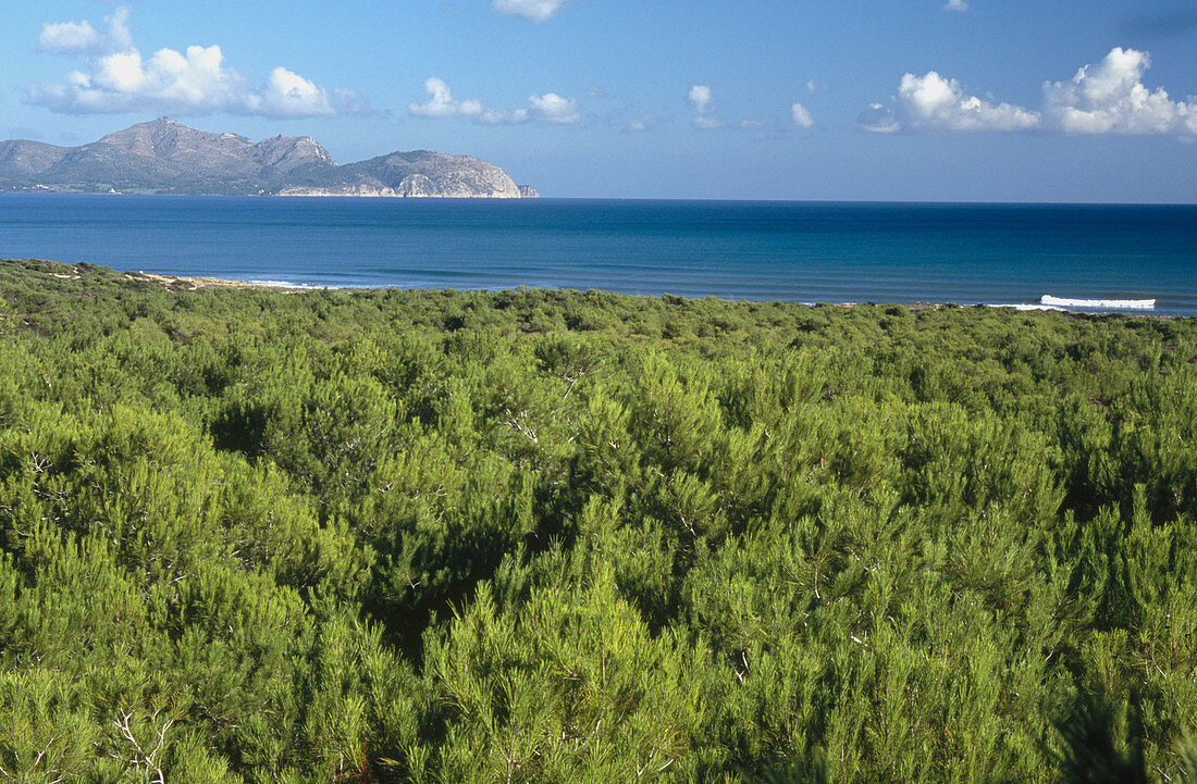 Pinewood and Alcudia bay, Majorca. Balearic Islands, Spain