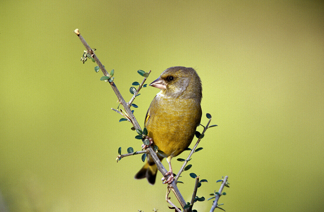 European Greenfinch (Carduelis chloris)