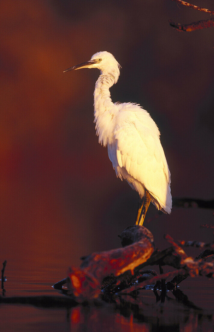 Little Egret (Egretta garzetta)