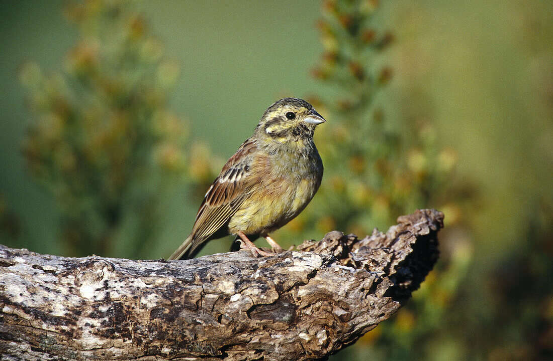 Cirl Bunting (Emberiza cirlus)