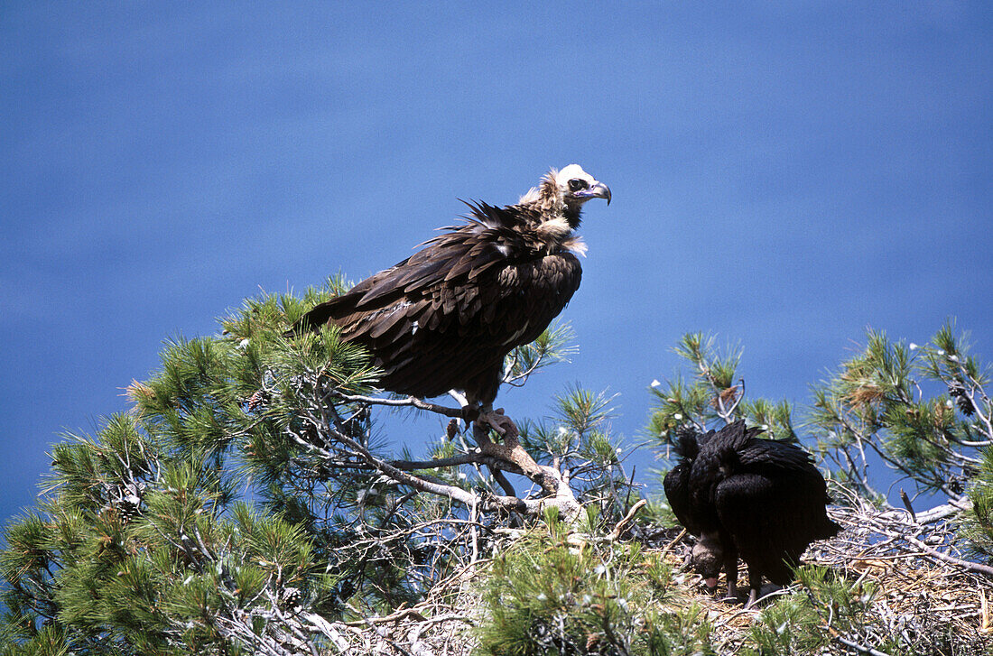 Black Vulture (Aegypius monachus) by nest