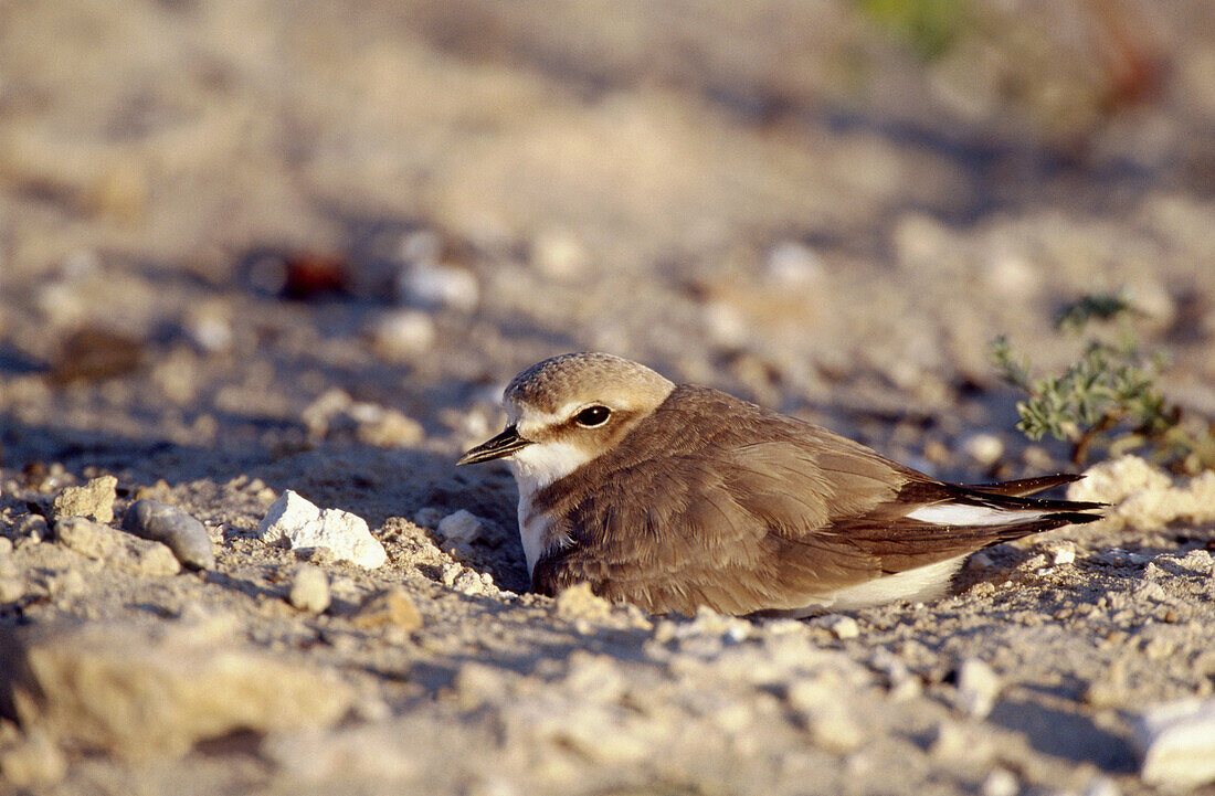 Snowy Plover (Charadrius alexandrinus) on nest