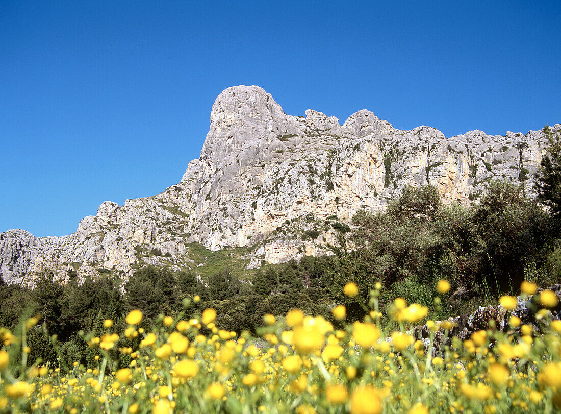Flowers by Ariant, Pollença. Majorca, Balearic Islands. Spain