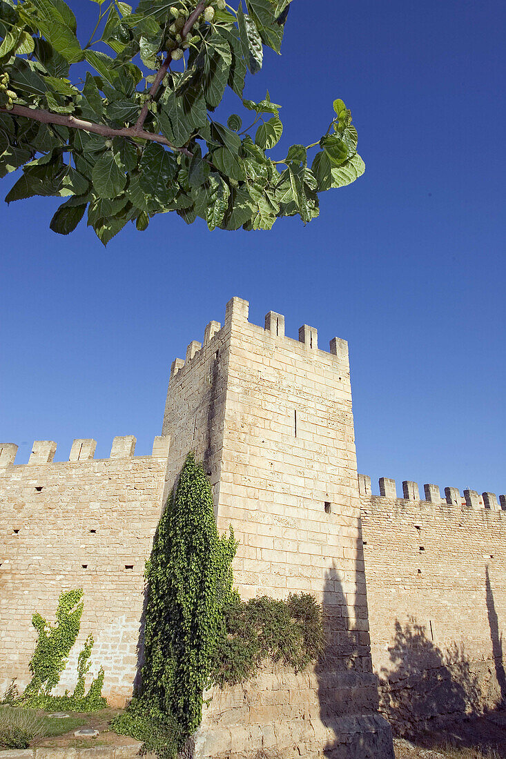 Alcudias walls and tree, Majorca, Spain
