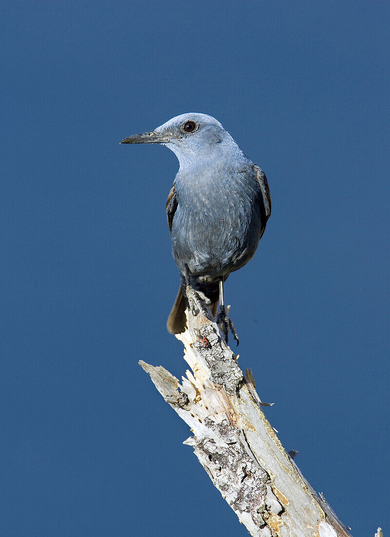 Blue Rock Thrush on branch