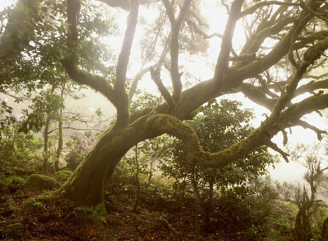 Beeches and moor, Garajonay National Park. La Gomera, Canary Islands. Spain