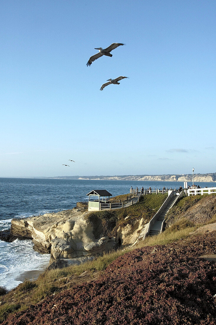 Seabirds flying over the cliffs, La Jolla, California.