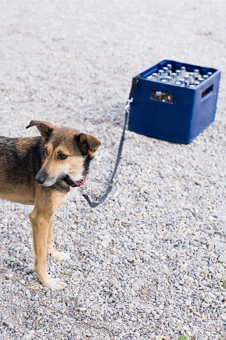 Getränkekiste mit angeleinten Hund