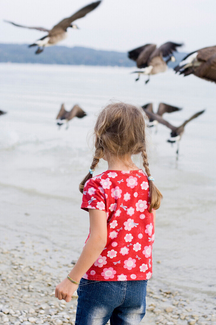 Mädchen (4-5 Jahre) beobachtet Gänse am Ammerseee, Bayern, Deutschland