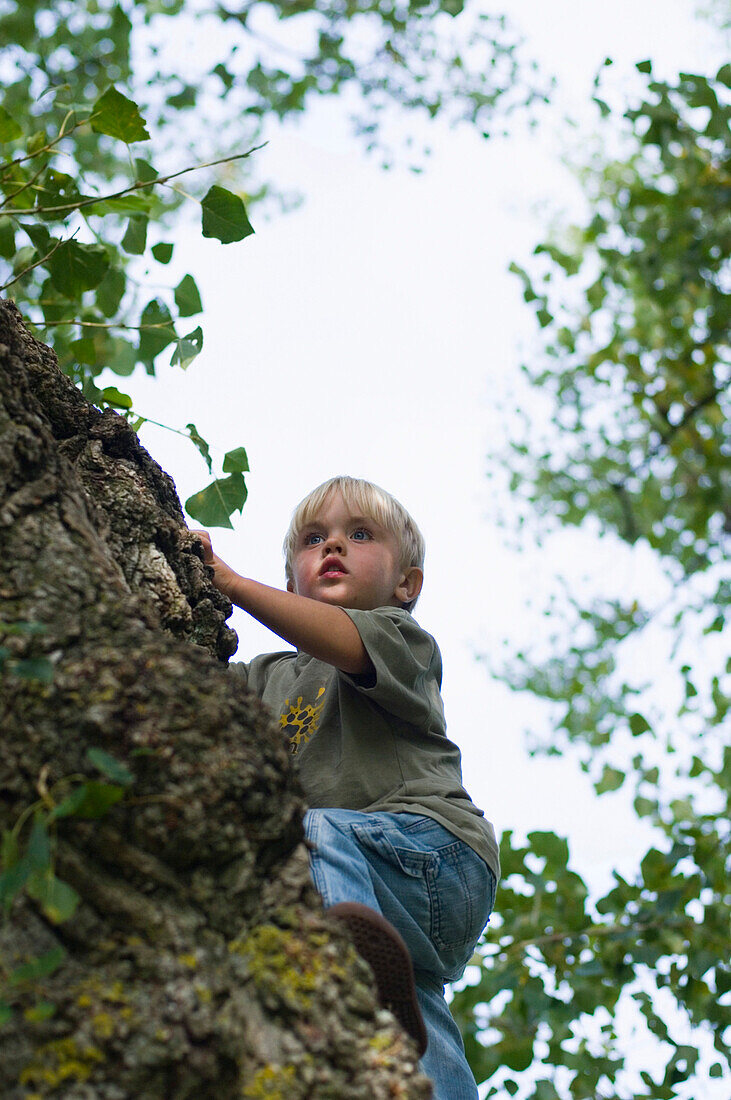 Boy climbing on a tree