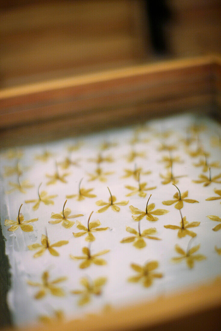 Jasmine flowers, cold extraction procedure in a perfume factory, Grasse, Cote d'Azur, Provence, France