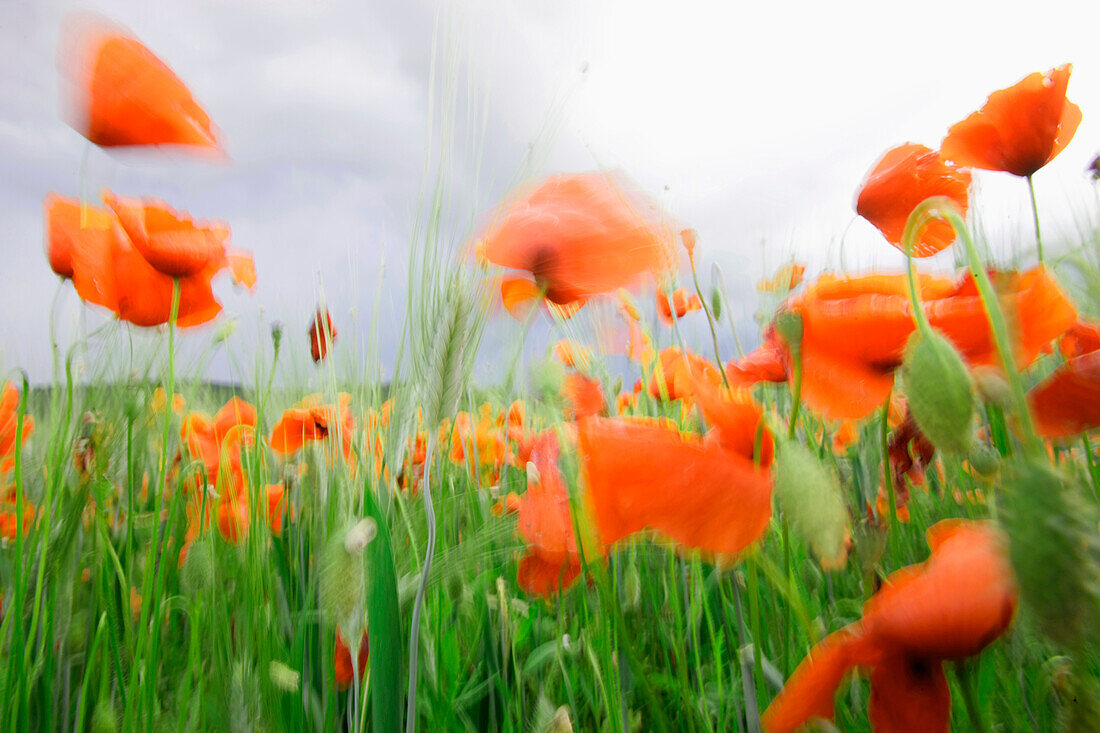 Red poppies in a wheat field, near Fayence, Cote d'Azur, Provence, France