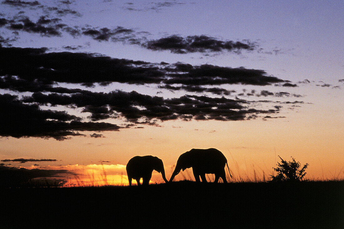 African Elephants. Masai Mara. Kenya