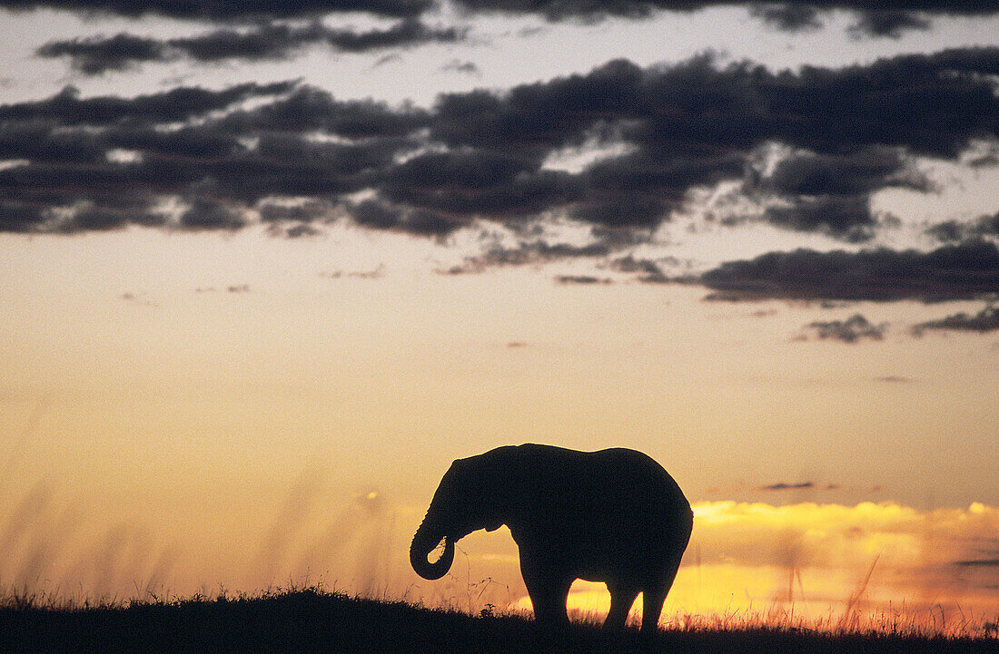 Elephant. Masai Mara. Kenya.