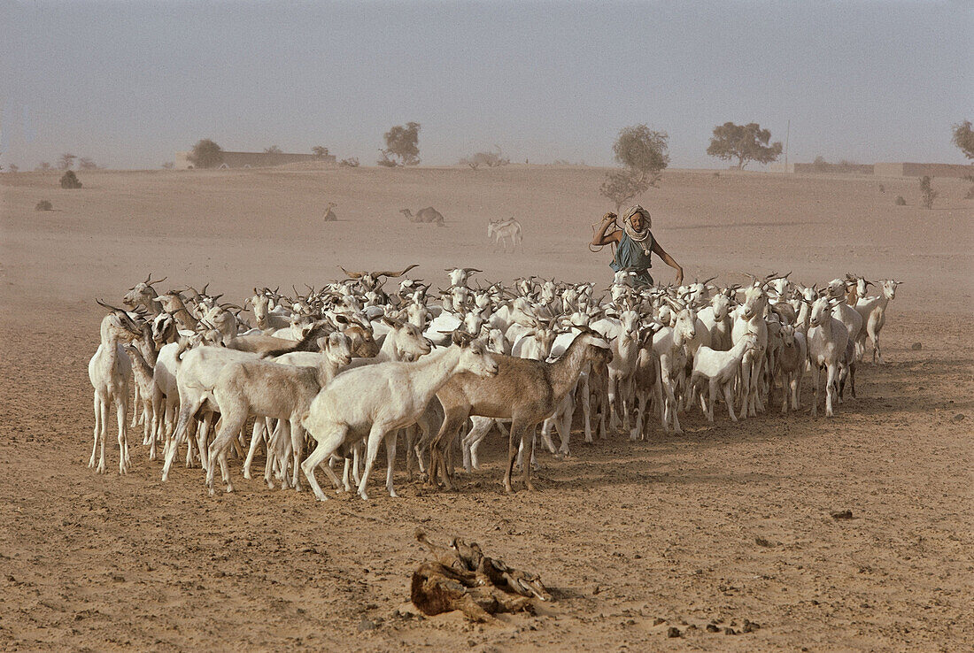 Nomade people. Mauritania.