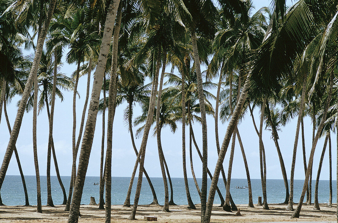 Coconut tree grove. Benin.