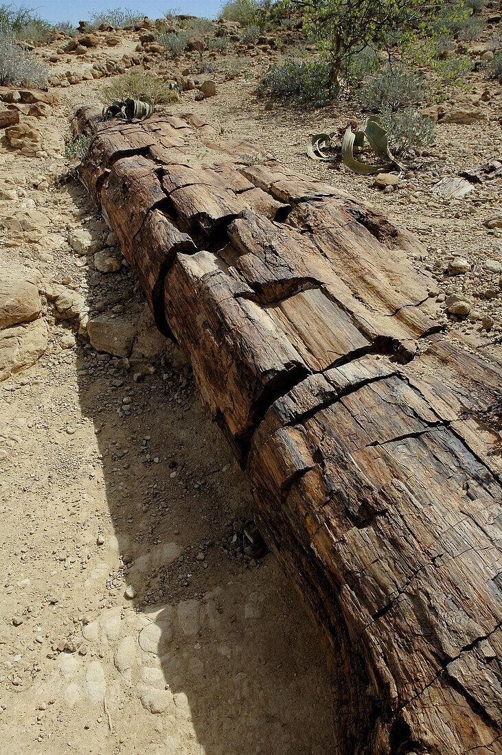 Petrified forest. Namibia.