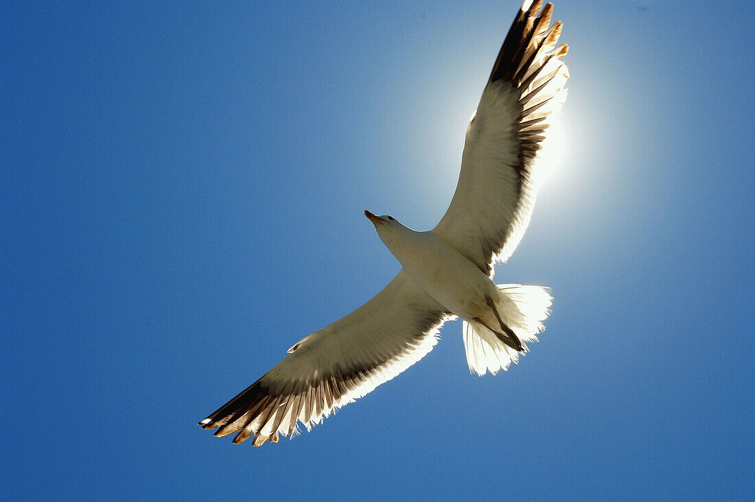 Seagull. Walvis Bay. Namibia.