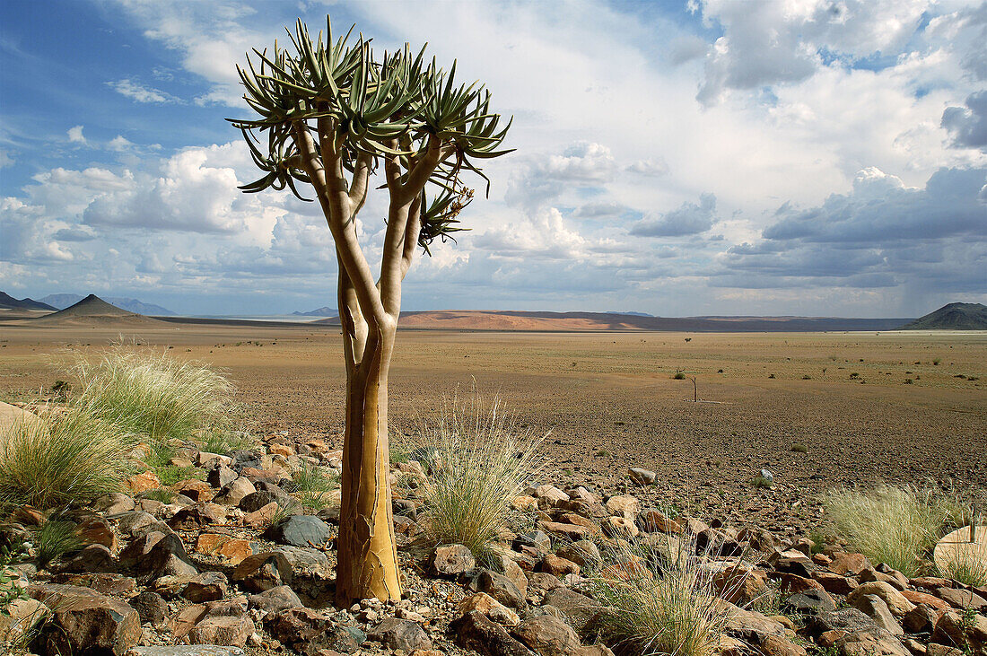 Quiver tree. Sossusvlei Lodge. Sossusvlei. Namibia.
