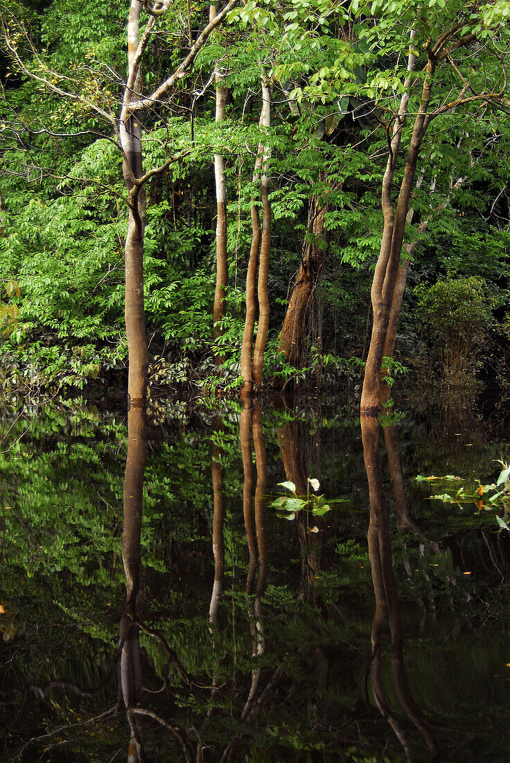 Rain forest and Amazon river. Brazil.