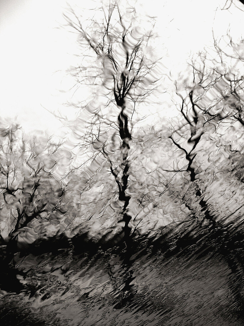 Bare trees in winter are captured thorugh a rain soaked window creating a wavy, rippled effect.