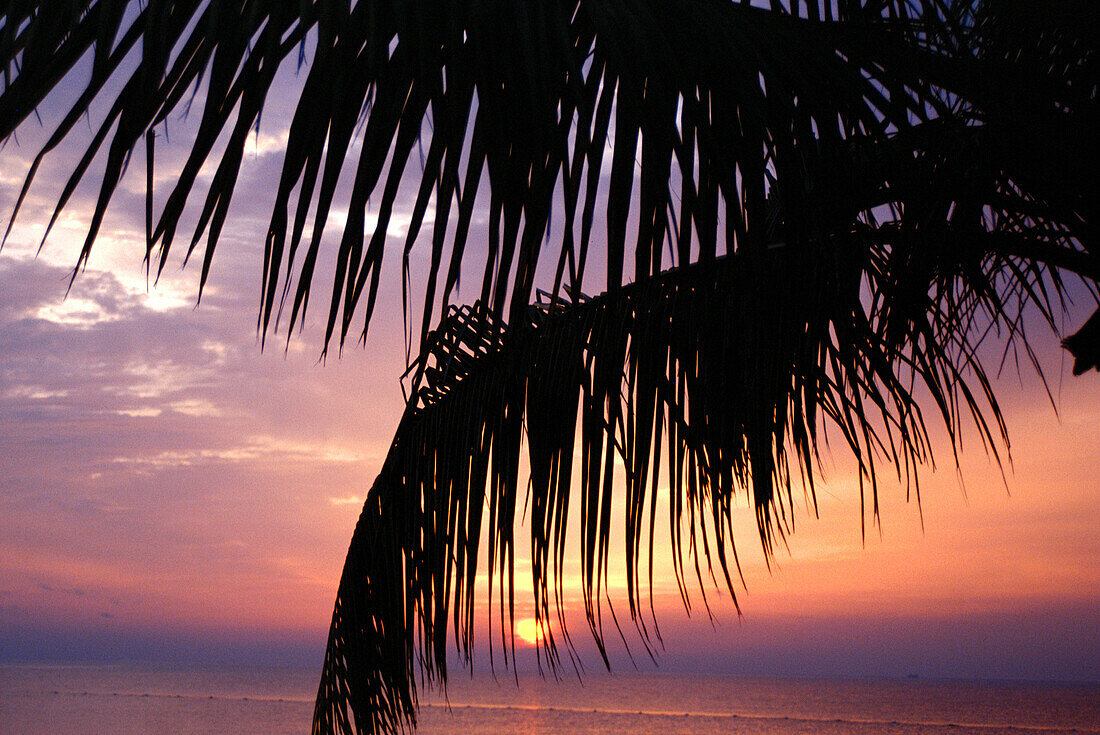 Sunrise with palms. Cancun, Mexico