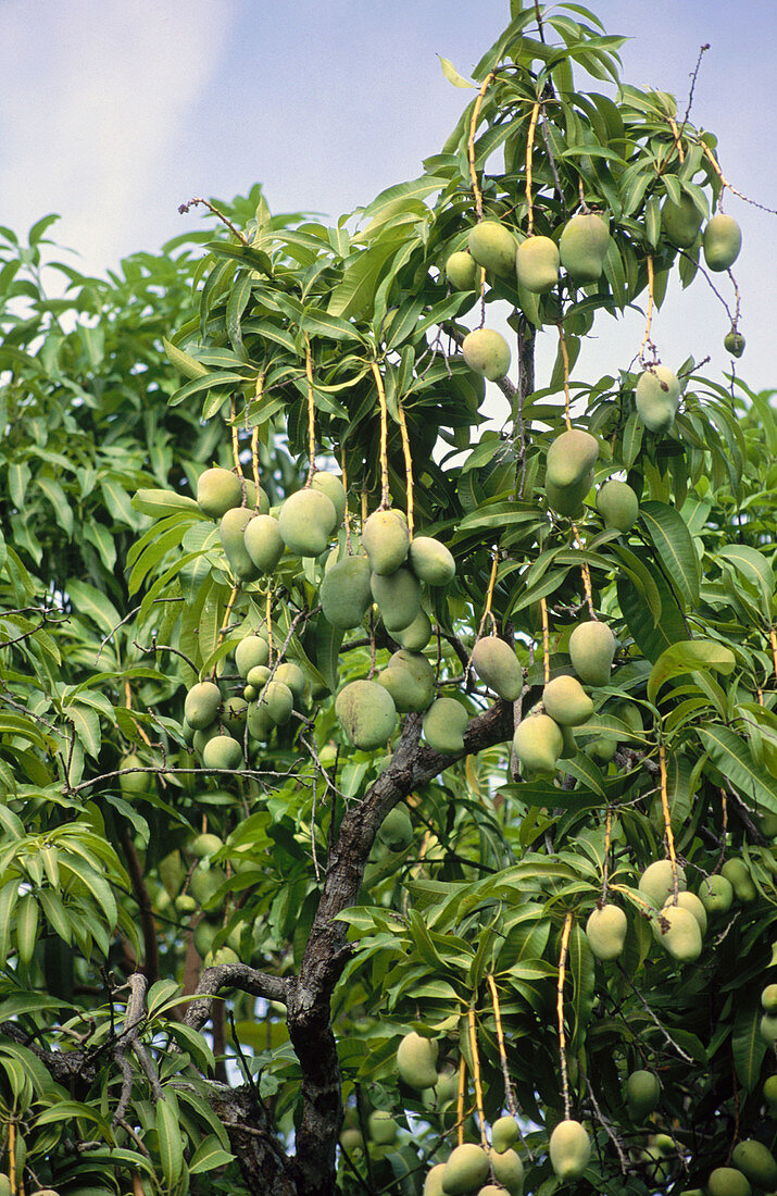 Mangoes, Mexico