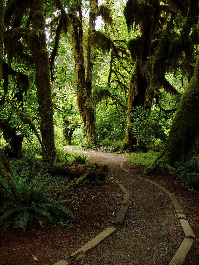 Path through Hoh rainforest, Olympic Peninsula, Washington, USA