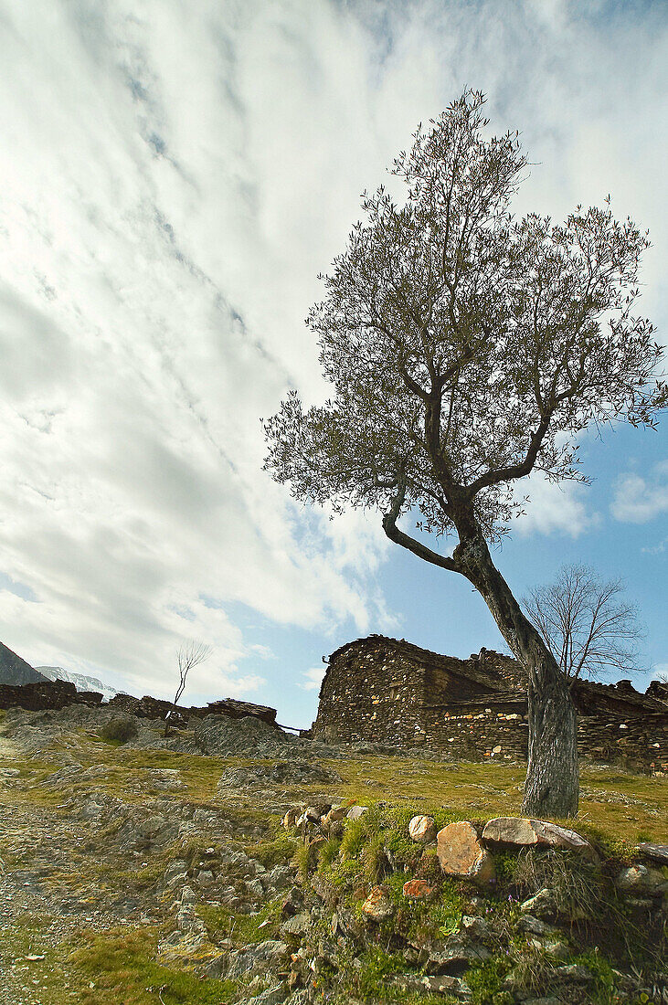 Tree in La vereda. Castilla la Mancha. Spain.