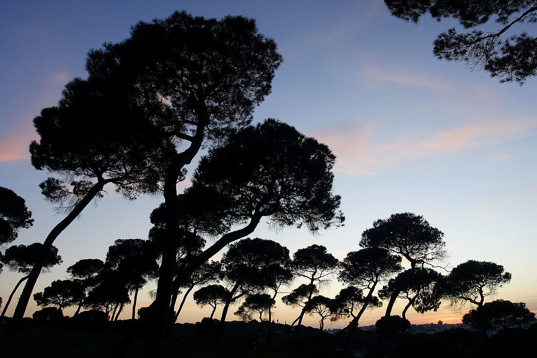 Pinares de Oromana. Alcalá de Guadaira. Sevilla province. Spain