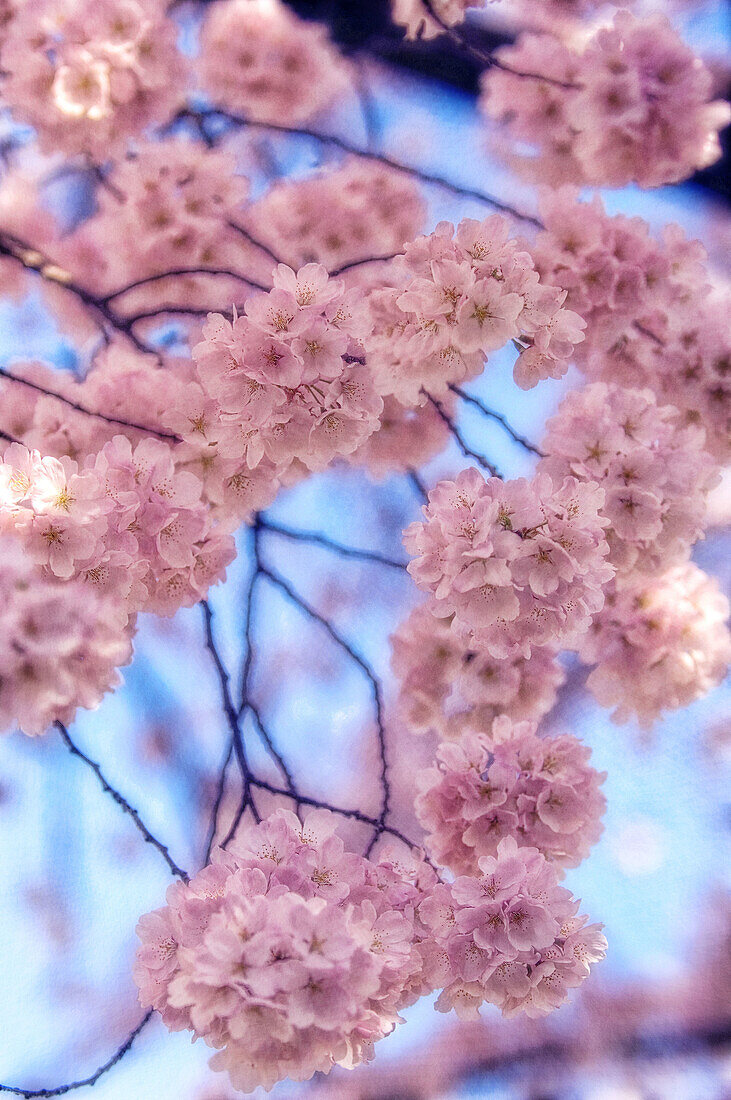 Cherry Blossom. Prunus serrulata, April 2006. Maryland, USA.