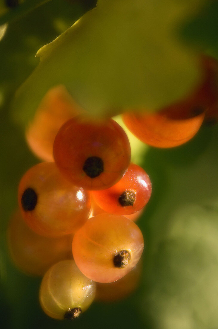 Red currant berries ripening on a bush (Ribes rubrum). Maryland, USA