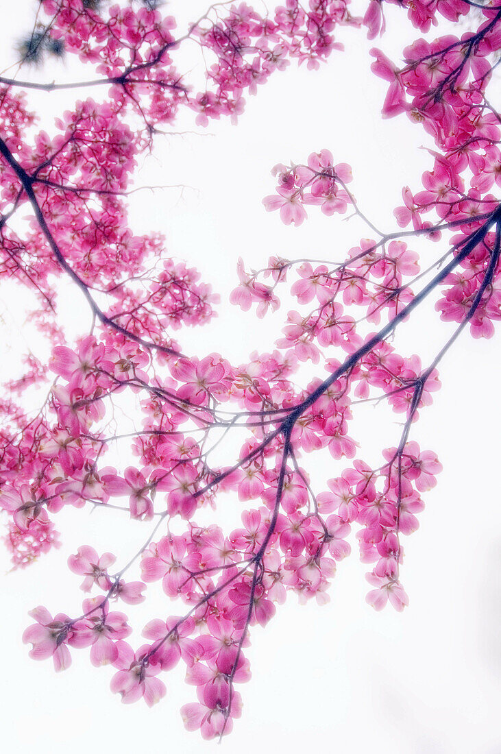Pink Dogwood Blossom. Cornus florida pink. March 2005, Maryland, USA