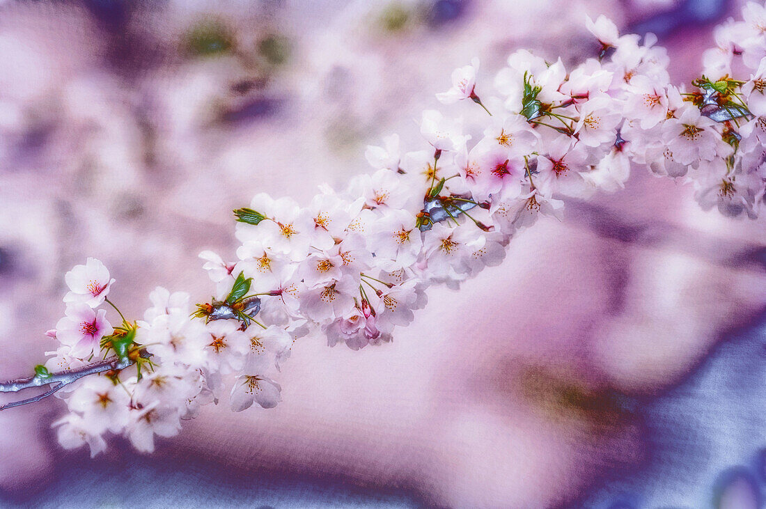 Cherry Blossom. Prunus serrulata, April 2006. Maryland, USA.