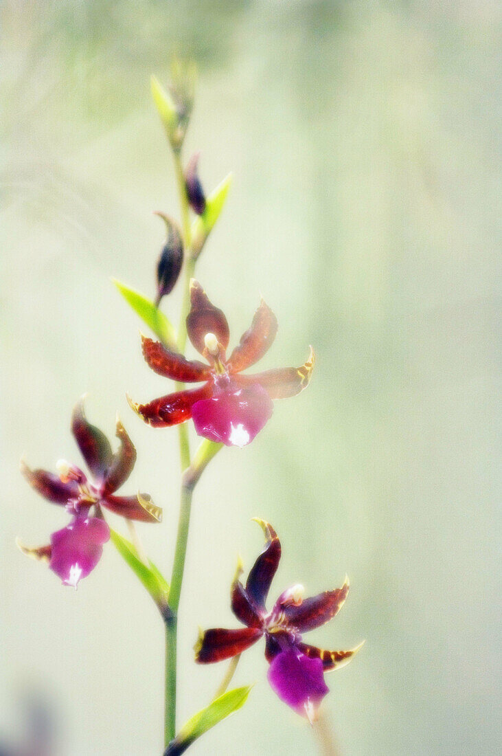 Odontoglossum Orchid in Bloom. November 2006, Maryland, USA